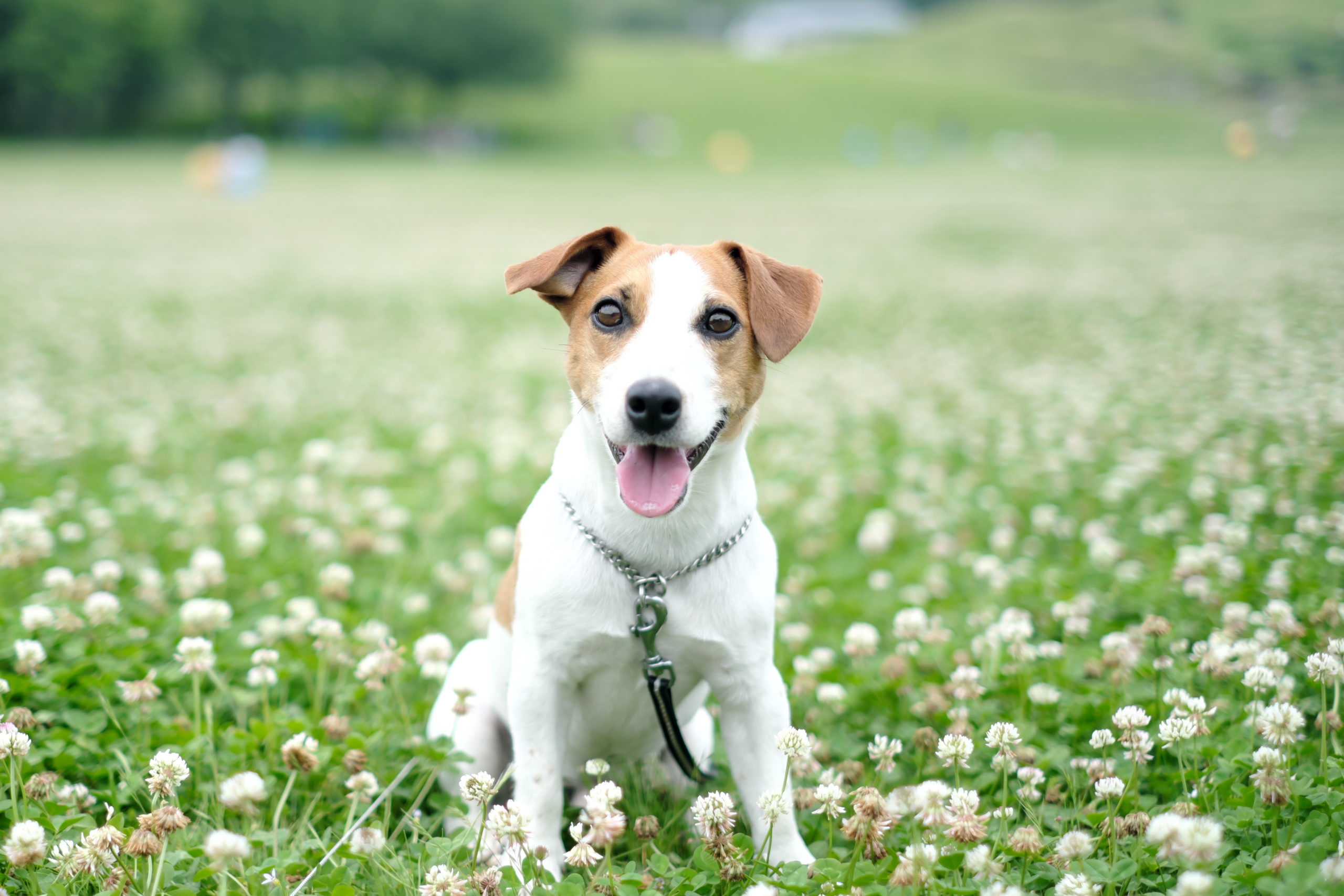 WEBサイトを公開しました